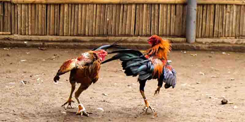 Listing the Most Popular Fighting Chicken Breeds