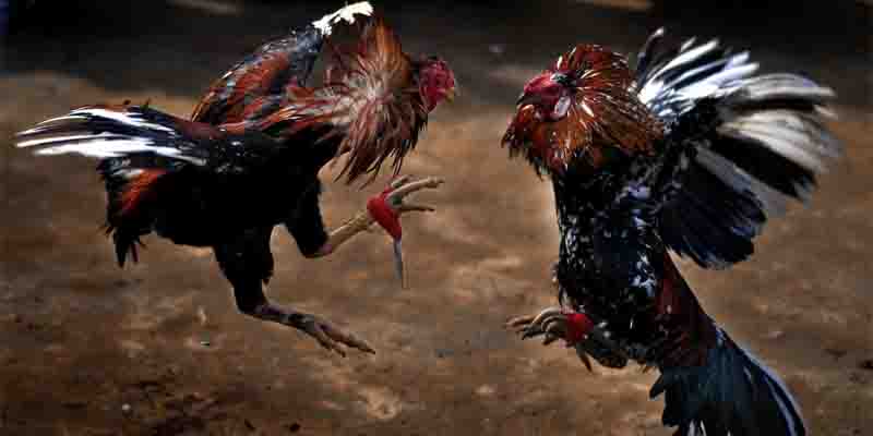 Cockfighting Rooster Breeds: Outstanding Fighting Rooster Breeds