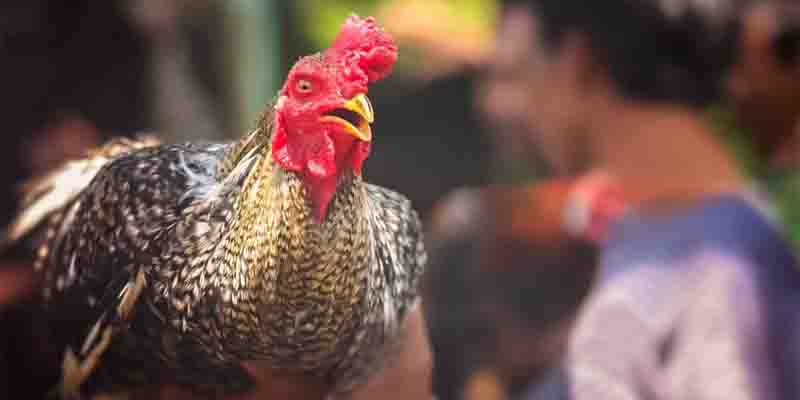 Extremely Prominent Features of Cockfighting Rooster Breeds